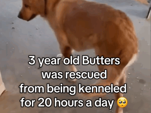 10✨ Butters’ story still amazes us every day. He went from spending 20 hours a day in a kennel to finally being_part1