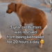 10✨ Butters’ story still amazes us every day. He went from spending 20 hours a day in a kennel to finally being_part1