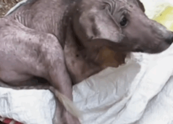 10rescue of a dog abandoned in a plastic bag in the middle of the street_part1