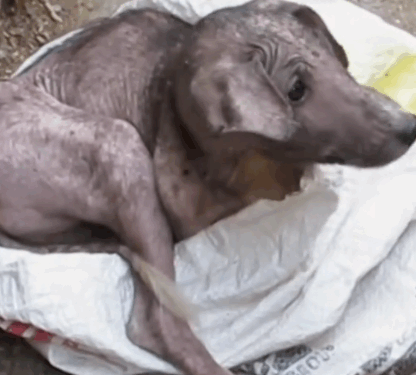10rescue of a dog abandoned in a plastic bag in the middle of the street_part1