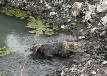 Rescue an injured and abandoned puppy._part2