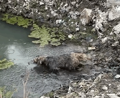 Rescue an injured and abandoned puppy._part2