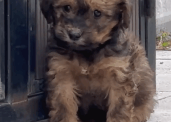 part2.Animals Rescue #dogrescue #rescuedog #dogsofttiktok #foryoupage #foryou #dogs