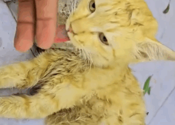 Rescue a mom cat on the road._part2