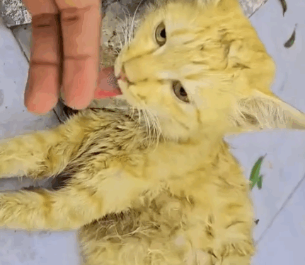 Rescue a mom cat on the road._part2