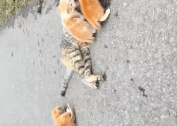 Rescue a family cat on the road_part2