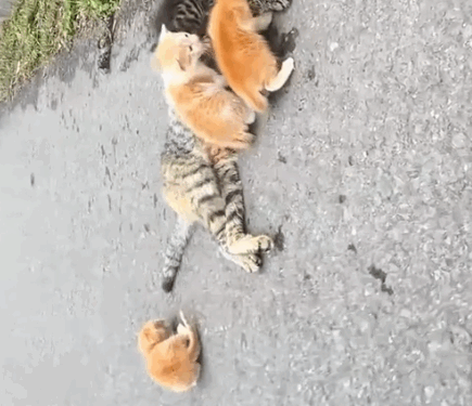 Rescue a family cat on the road_part2