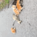 Rescue a family cat on the road_part2