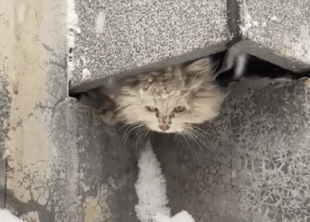 I adopted kitten surviving in the snow, and was frozen all over, and then_part2