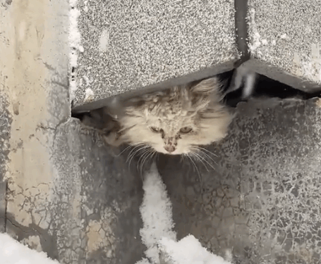 I adopted kitten surviving in the snow, and was frozen all over, and then_part2