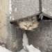 I adopted kitten surviving in the snow, and was frozen all over, and then_part2