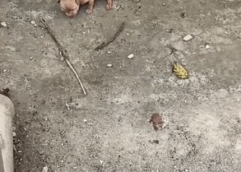 An abandoned golden retriever baby was lying on the ground , hungry and screaming all the time_part2