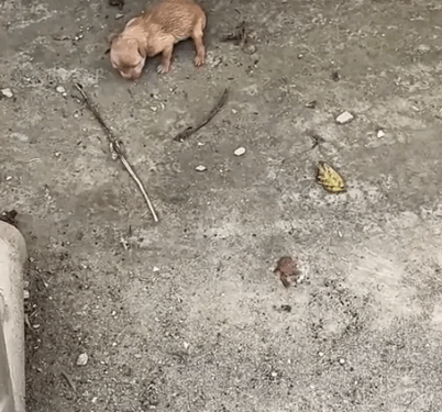 An abandoned golden retriever baby was lying on the ground , hungry and screaming all the time_part2