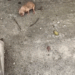 An abandoned golden retriever baby was lying on the ground , hungry and screaming all the time_part2