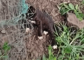 Part2. Animals Rescue #dogrescue #rescuedog #dogsofttiktok #foryoupage #foryou #dogs