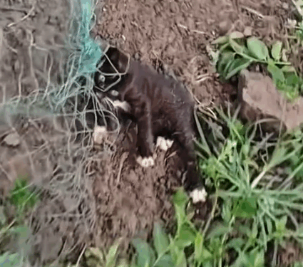 Part2. Animals Rescue #dogrescue #rescuedog #dogsofttiktok #foryoupage #foryou #dogs