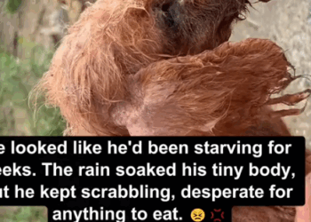 Rescue the skin and bones in the rain_part2