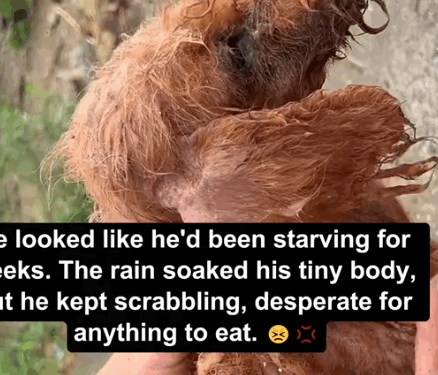 Rescue the skin and bones in the rain_part2