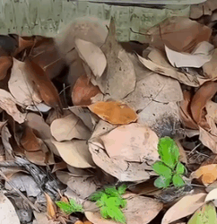 From Stray to Famil How I Became This Kitten’s New Mama_part2