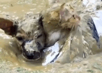 A woman saved the kitten and the puppy that had been thrown into the mire#rescue #animals #fyp_part2