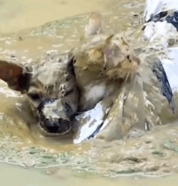 A woman saved the kitten and the puppy that had been thrown into the mire#rescue #animals #fyp_part2