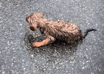 Cute Puppy Dog’s Rescue & Adoption ❤️_part2