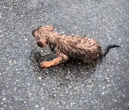 Cute Puppy Dog’s Rescue & Adoption ❤️_part2