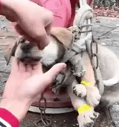 part2.Animals Rescue #dogrescue #rescuedog #dogsofttiktok #foryoupage #foryou #dogs