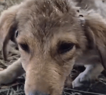 I found this puppy here by chance. The puppy was howling from a distance, asking for help. When I went to where_part2