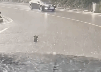 Part2.Animals Rescue #dogrescue #rescuedog #dogsofttiktok #foryoupage #foryou #dogs