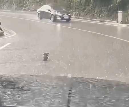 Part2.Animals Rescue #dogrescue #rescuedog #dogsofttiktok #foryoupage #foryou #dogs