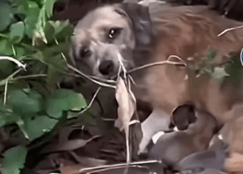 Part 2.Animals Rescue #rescuedog #dogrescue #dogsofttiktok #foryoupage #foryou #dogs