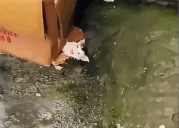 Part2 .Animals Rescue #dogrescue #rescuedog #dogsofttiktok #foryoupage #foryou #dogs