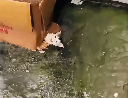 Part2 .Animals Rescue #dogrescue #rescuedog #dogsofttiktok #foryoupage #foryou #dogs