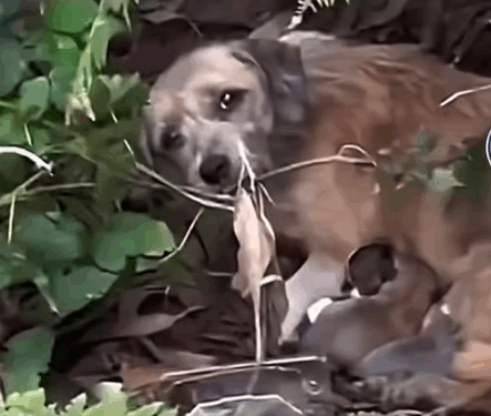 Part 2.Animals Rescue #rescuedog #dogrescue #dogsofttiktok #foryoupage #foryou #dogs