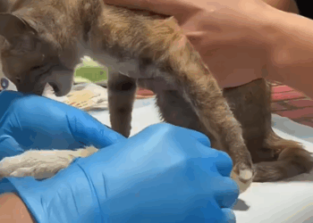 Animals Rescue #dogrescue #rescuedog #dogsofttiktok #foryoupage #foryou #dogs