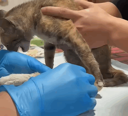 Animals Rescue #dogrescue #rescuedog #dogsofttiktok #foryoupage #foryou #dogs