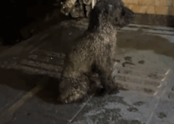 part2.Animals Rescue #dogrescue #rescuedog #dogsofttiktok #foryoupage #foryou #dogs