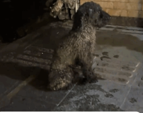 part2.Animals Rescue #dogrescue #rescuedog #dogsofttiktok #foryoupage #foryou #dogs