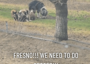 11I’m tired. 💔 The things we see daily is extremely exhausting. We want to save them all, but there’s just too many_part1