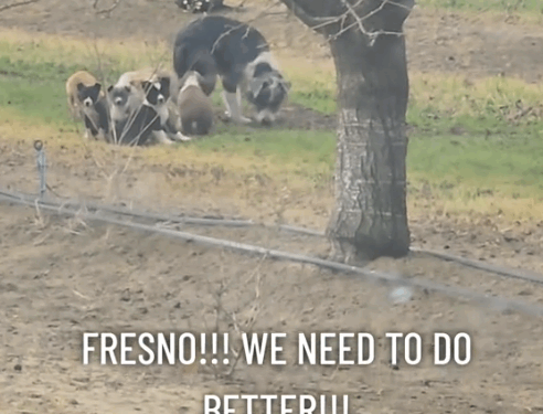 11I’m tired. 💔 The things we see daily is extremely exhausting. We want to save them all, but there’s just too many_part1