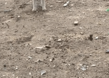 11Rescue of a small abandoned dog with a pipe stuck in his head❤️_part1