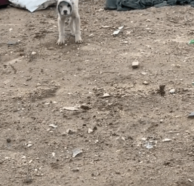 11Rescue of a small abandoned dog with a pipe stuck in his head❤️_part1