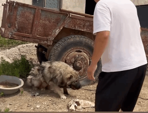 Rescue a puppy whose legs were broken by its owner_part2