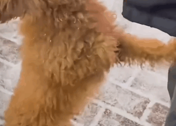 Dog abandoned in the snow, shivering with cold_part2