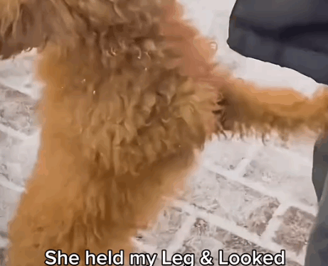 Dog abandoned in the snow, shivering with cold_part2