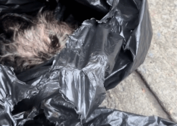 we heard yelping coming from a trash area in Brooklyn last night. tearing open the trash,_part2