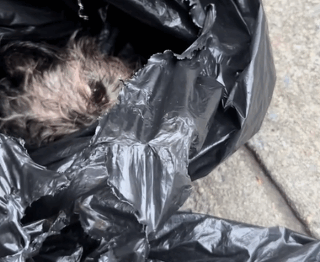 we heard yelping coming from a trash area in Brooklyn last night. tearing open the trash,_part2