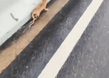 Rescue a poor kitten_part2