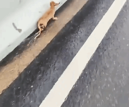 Rescue a poor kitten_part2